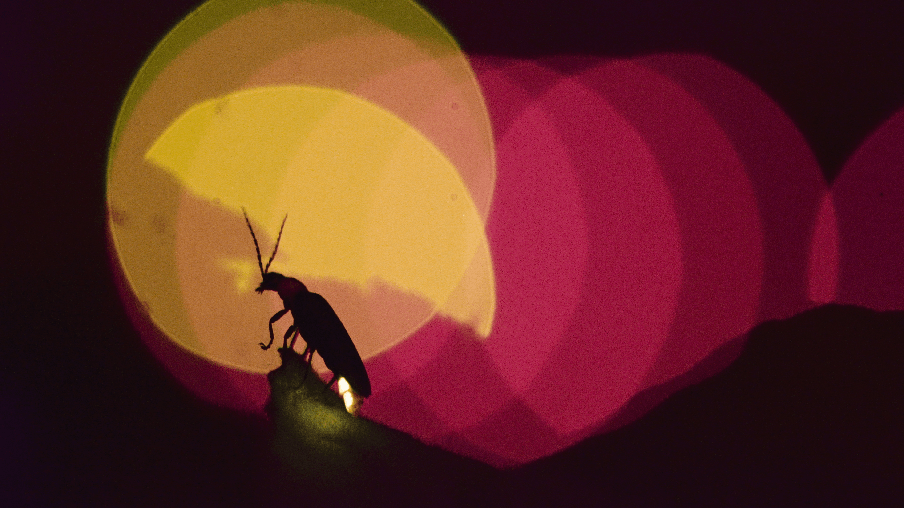 Der Schatten eines Käfers vor einem Lichtreflex